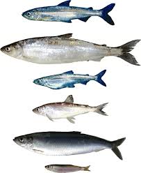 Image result for Coregonus artedi