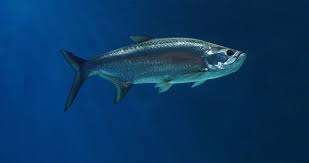 Image result for Megalops atlanticus