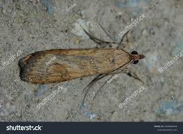 Attēlu rezultāti vaicājumam “Nomophila noctuella”