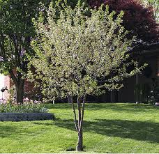 Attēlu rezultāti vaicājumam “Cerasus”