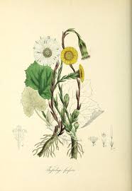 Attēlu rezultāti vaicājumam “Tussilago farfara flower”