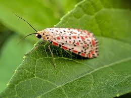 Attēlu rezultāti vaicājumam “Arctiidae”