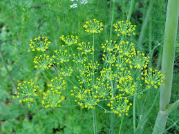 Attēlu rezultāti vaicājumam “Anethum graveolens leaf”