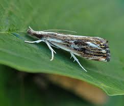 Attēlu rezultāti vaicājumam “Catoptria verellus”