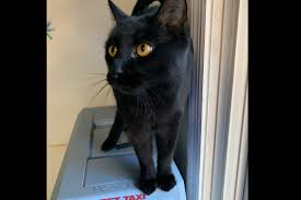 Image result for cat found