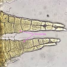 Attēlu rezultāti vaicājumam “Orthotrichum speciosum sporophyte”