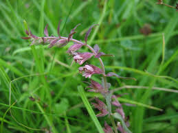Attēlu rezultāti vaicājumam “Odontites vulgaris flower”
