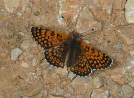 Attēlu rezultāti vaicājumam “Melitaea cinxia upperside”