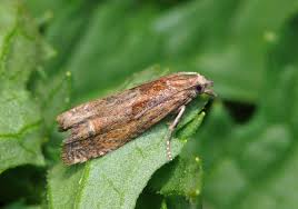 Attēlu rezultāti vaicājumam “Eucosma aspidiscana”