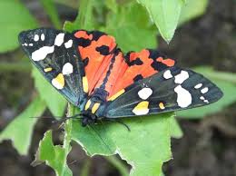 Attēlu rezultāti vaicājumam “Callimorpha dominula”