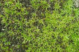 Attēlu rezultāti vaicājumam “Bryoerythrophyllum recurvirostrum”