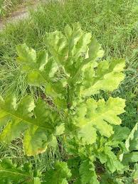 Attēlu rezultāti vaicājumam “Heracleum sosnowskyi fruit”
