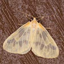 Attēlu rezultāti vaicājumam “Badhamia bethelii stalked”