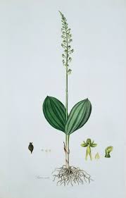 Attēlu rezultāti vaicājumam “Listera ovata leaf”