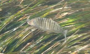 Image result for Lithognathus lithognathus