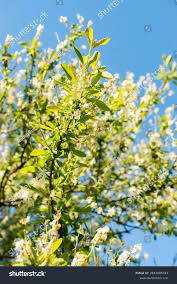Attēlu rezultāti vaicājumam “Exochorda giraldii var. wilsonii”