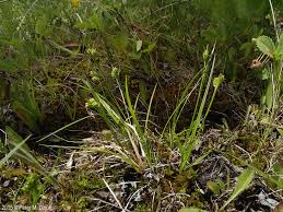 Attēlu rezultāti vaicājumam “Carex loliacea fruit”