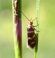 Attēlu rezultāti vaicājumam “Micropterix aureatella”