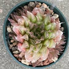 Attēlu rezultāti vaicājumam “Scapania mucronata”