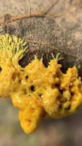 Attēlu rezultāti vaicājumam “Leocarpus fragilis spores”