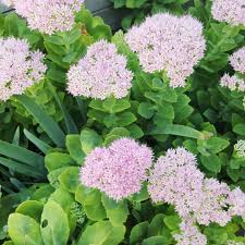 Attēlu rezultāti vaicājumam “Hylotelephium telephium flower”