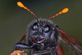 Attēlu rezultāti vaicājumam “Cimbex femoratus imago”