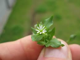 Attēlu rezultāti vaicājumam “Stellaria media flower”