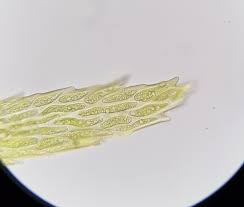 Attēlu rezultāti vaicājumam “Dicranum majus”