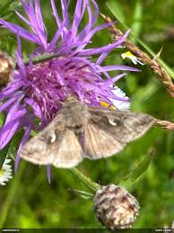 Attēlu rezultāti vaicājumam “Fuligo licentii”