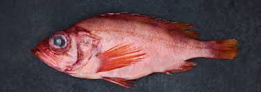 Image result for Sebastes fasciatus