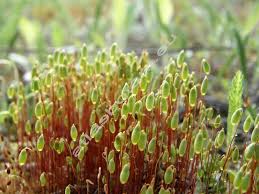 Attēlu rezultāti vaicājumam “Pohlia nutans”