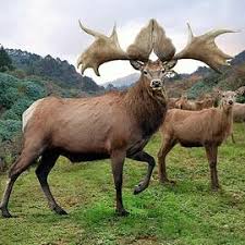 Attēlu rezultāti vaicājumam “Scorpidium revolvens”