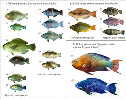 Image result for Scarus fuscopurpureus