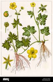 Attēlu rezultāti vaicājumam “Ranunculus repens”