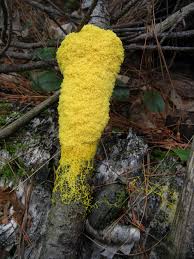 Attēlu rezultāti vaicājumam “Fuligo septica var. flava young”