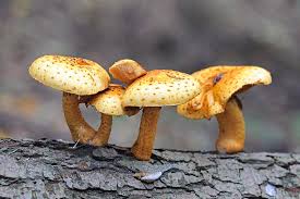 Attēlu rezultāti vaicājumam “Pholiota aurivella”