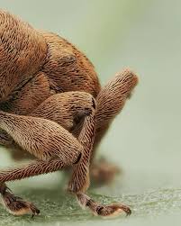 Attēlu rezultāti vaicājumam “Colloderma robustum macro”