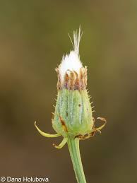 Attēlu rezultāti vaicājumam “Crepis biennis”