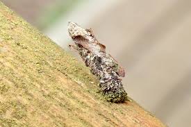 Attēlu rezultāti vaicājumam “Proutia betulina”