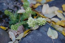 Attēlu rezultāti vaicājumam “Jovibarba globifera bud”