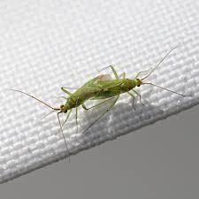 Attēlu rezultāti vaicājumam “Blepharidopterus angulatus imago”