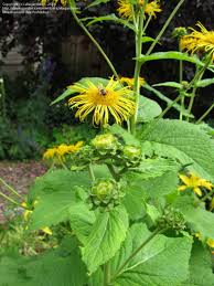 Attēlu rezultāti vaicājumam “Telekia speciosa bud”