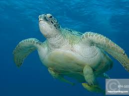 Image result for Chelonia mydas