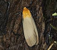 Attēlu rezultāti vaicājumam “Lithosia quadra male”