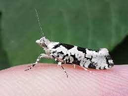 Attēlu rezultāti vaicājumam “Ypsolopha sequella”