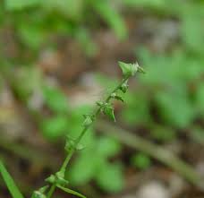 Attēlu rezultāti vaicājumam “Atriplex patula fruit”