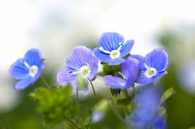 Attēlu rezultāti vaicājumam “Veronica persica flower”