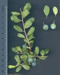 Attēlu rezultāti vaicājumam “Prunus spinosa”