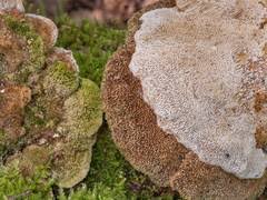 Attēlu rezultāti vaicājumam “Junghuhnia pseudozilingiana”