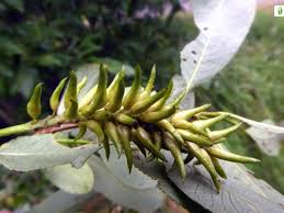 Attēlu rezultāti vaicājumam “Salix pentandra fruit”